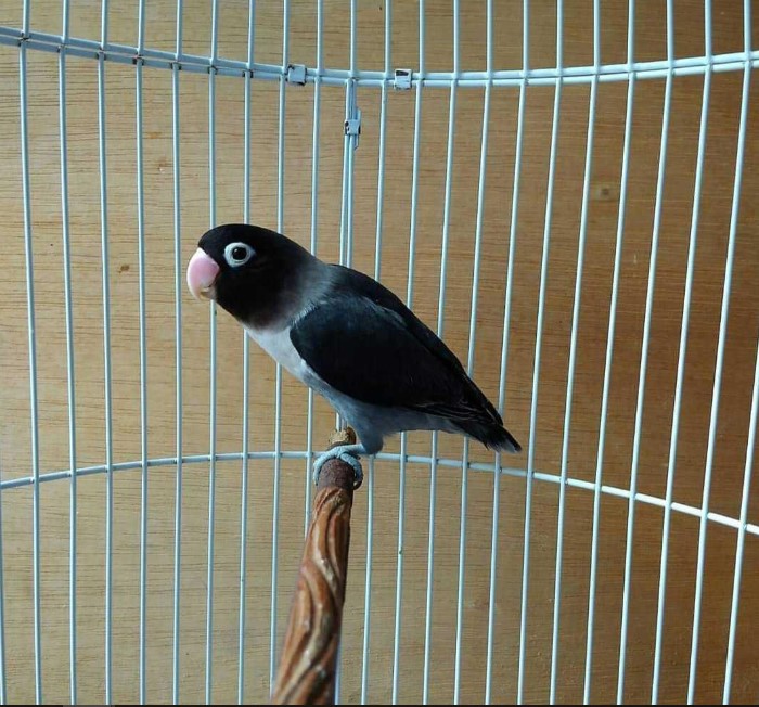 Jenis Burung Lovebird