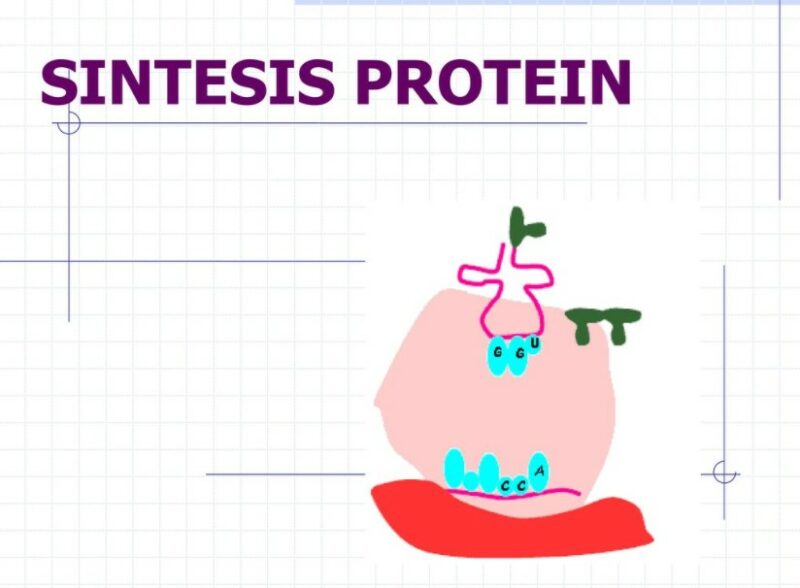 Tahapan Sintesis Protein