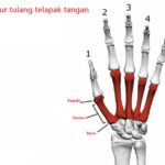 Fungsi Tulang Telapak Tangan