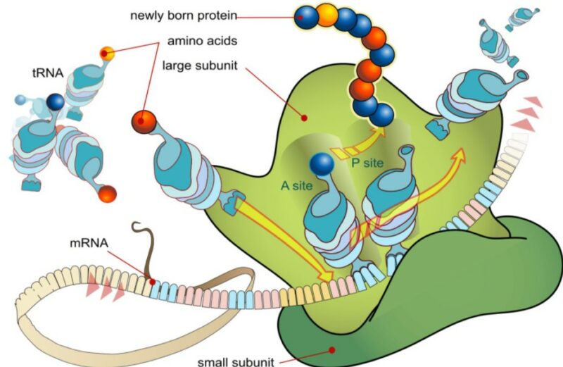 Tahapan Sintesis Protein