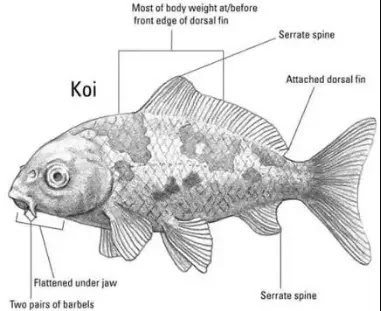 Taksonomi Ikan Koi