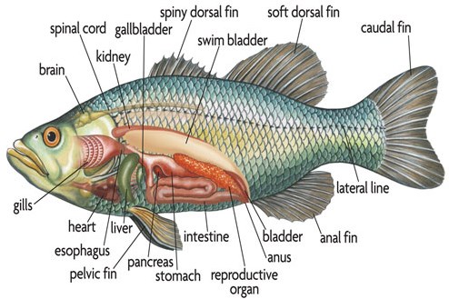 klasifikasi ikan mas