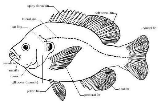 klasifikasi ikan nila