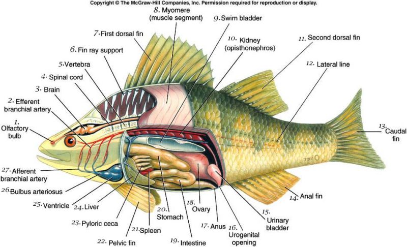 √ Klasifikasi Ikan Bandeng Taksonomi Morfologi Lengkap