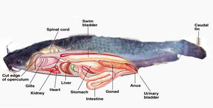 klasifikasi ikan lele